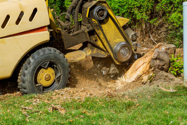 Trusted Centerville, TN Tree Services Experts